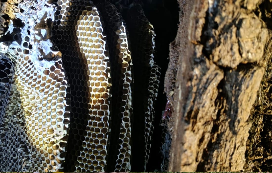 Rescate de enjambre de 15.000 abejas en Puente Aranda
